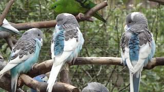 Aviarybirds – Volièrevogels – Parakeets – Budgie – Parakeets –  Parkieten – Lovebirds