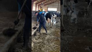 Cleaning The Cowshed #farm #cow