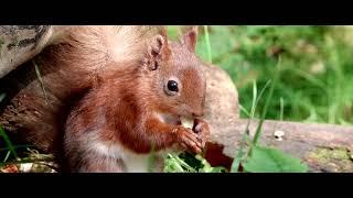 Red squirrel | 4K