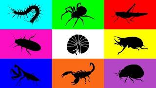 Insect : Grasshopper, Mantis, Pilbug, Centipede, Scorpion, Spider, Ladybug, Cockroach, Beetle