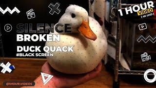 Duck Quack - 1 Hour - 4k - Black Screen - Silence Broken