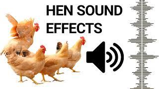 Hen Sound To Attract Roosters | Chicken Sound Effects Free