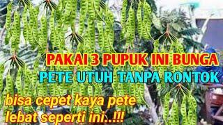 TERBONGKAR RAHASIA PUPUK PETE LANGSUNG BERBUAH DAN BUNGA TIDAK RONTOK