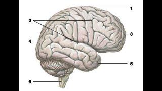 4. Головной мозг
