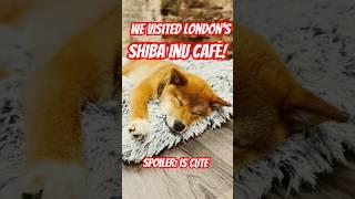 Shiba Inu Café in London?! Meet the pups  #cutenessoverload