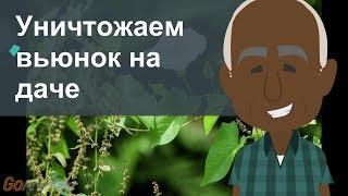 Уничтожаем вьюнок на даче