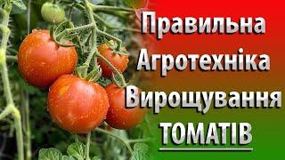 ПРАВИЛЬНА Агротехніка Вирощування Високорослих Томатів в Теплиці. Збираю Врожай Томатів #садівництво