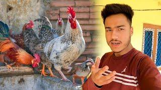 इतने सारे जंगली मुर्गे || Pahadi Lifestyle Vlog || Namaste Pahad || Ashutosh Negi