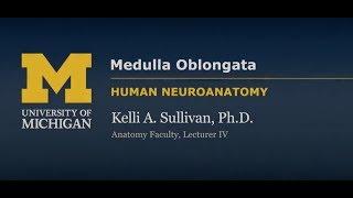 Nervous System: Medulla Oblongata