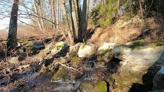 Green Screen Background a small stream in the woods/Chroma Key Backgrounds