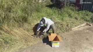 Man who mows overgrown lawns for free rescues cat, cat sanctuary