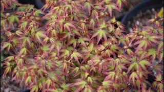 MURASAKI KIYOHIME - JAPANESE MAPLE