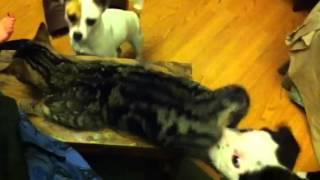 Dogs lick Cat weird ways