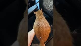 SWITCHING LIVES WITH MY CAT #viral