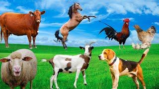 Beautiful Farm Animals - Cow, Chicken, Dog, Horse, Duck, Goat