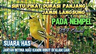 SUARA PIKAT BURUNG SIRTU/CIPOH RIBUT PALING AMPUH JAMIN LANGSUNG LENGET#sirtugacor@srfchannel3881