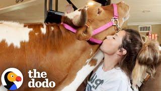 700-pound Cow Still Thinks She's Her Mom's Baby | The Dodo