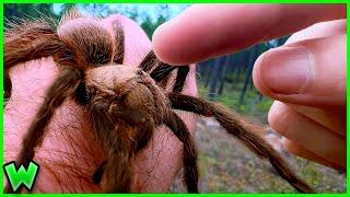 The Process of Making Friends with a Tarantula