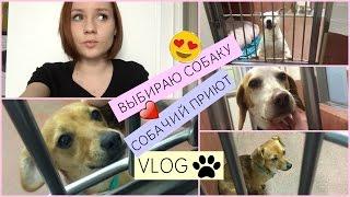 VLOG #11 / ВЫБИРАЮ СОБАКУ/СОБАЧИЙ ПРИЮТ