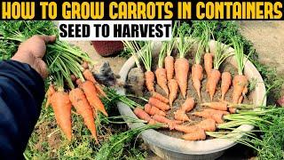 How To Grow Carrots At Home | SEED TO HARVEST