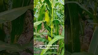 Tanaman jagung subur #shorts #jagung #tanamjagung #jagungmuda #petanimuda