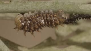 Swallowtail butterfly caterpillar metamorphosis demo reel 2 V22302