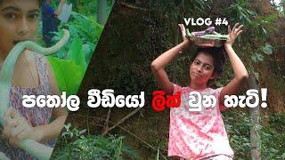 Village Life  | පතෝල | Snakegourd | පතෝල නංගි | Leak ලීක් | නංගියා