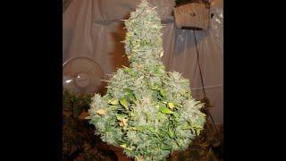 DRAUTOFLOWERS BASIC GUIDE TO AUTOFLOWER CANNABIS - GROWING LEGAL WEED