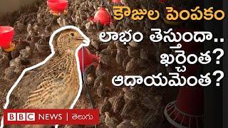 Quail Farming : కౌజు పిట్టల పెంపకం.. లాభం తెస్తుందా, నెలకు ఖర్చెంత అవుతుంది? | BBC Telugu #repost