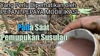 Yang Perlu Diperhatikan Oleh Petani Pepaya Modifikasi