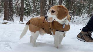 Cute beagle wears Carhartt jacket in snow (2023 edition)