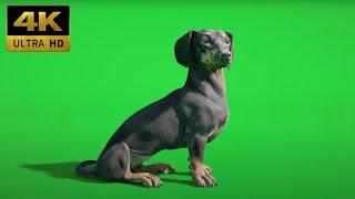 039 - Green Screen | Chroma Key | Animal 4K | Dog