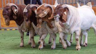 This is the best Australian Boer Goat Genetics