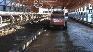 Leveling the Sand in the Cow Stalls