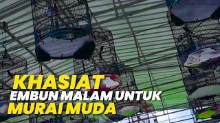 BIAR LEBIH ANTENG‼️EMBUN MALAM UNTUK BURUNG MUDA