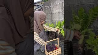 Kehidupanku sebagai ibu rumah tangga di Jepang p1 #garden #jepang #hidupdijepang