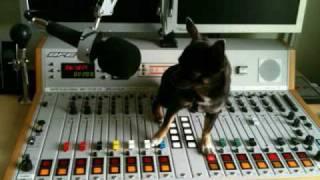 MP Electro Remix von Self-X / Stromberg (Hallo) Hund im Büro RMX