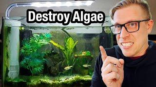 7 Tips to Remove Algae from Your Aquarium
