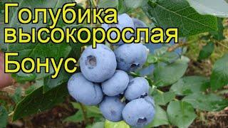 Голубика высокорослая Бонус. Краткий обзор, описание характеристик, где купить саженцы