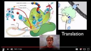 Transcription Translation from Bozeman Science