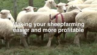 Wairere Sheep Genetics