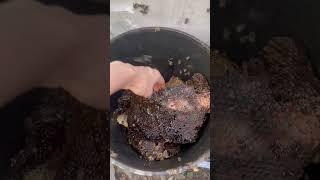 Pulling Honey from a Wild Hive in a Tire