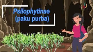 Kingdom Plantae_Paku Pakuan - EDURAYA MENGAJAR