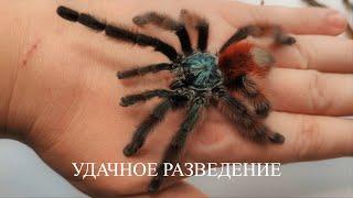 Caribena versicolor (Avicularia versicolor). Самый красивый паук-птицеед. Разведение