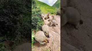 Cute Wild animal bobak marmot or prairie dog 30 #marmot #animal #animals #prairiedog #wildanimals