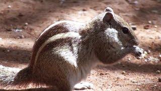 Indian palm squirrel : a mythological legend