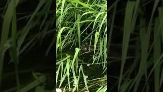 frog video | frog video in water #shorts #randomvideosoninternet #viralvideo #frog