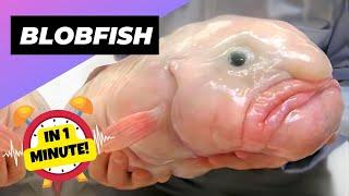 Blobfish  Are They The UGLIEST Animals? | 1 Minute Animals