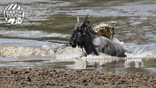 Wildebeest vs crocodile vs hippo