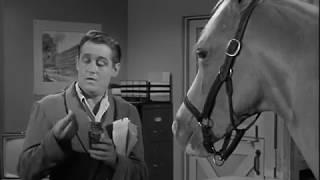 Mister Ed Excerpt